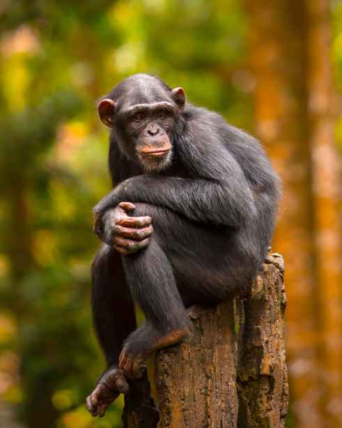 Kisoboka (see Us Now)