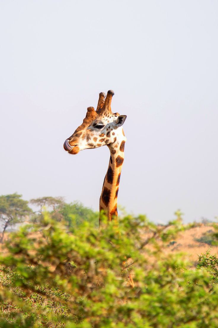 Top 4 must visit tourist destinations in Uganda