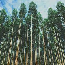 How to earn money from Eucalyptus trees. 