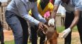 Census Official Bitten by Dog in Namutumba, Stuck Without Treatment Funds