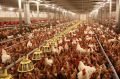 Best Practices in Poultry Farming