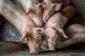Boosting Piggery Farming in Uganda.